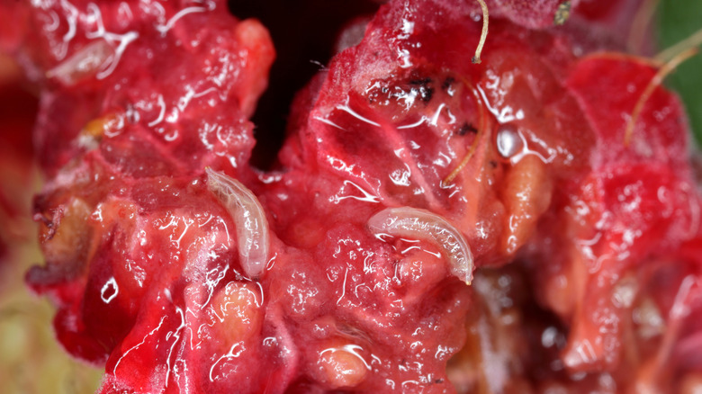 Close-up of spotted wing drosophila larvae feeding in an infected raspberry.