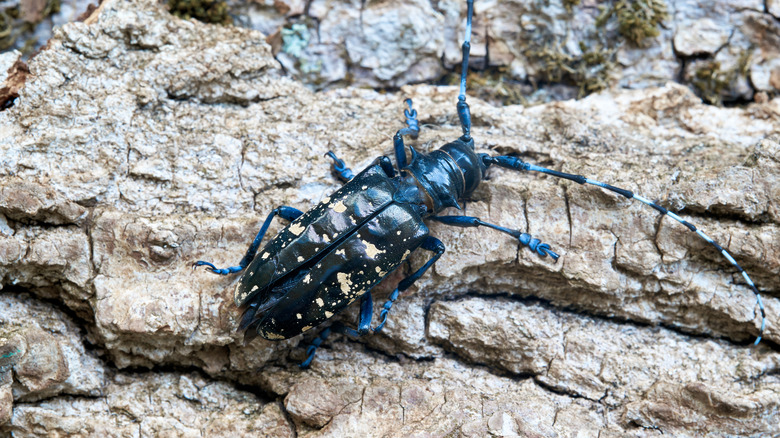 Asian longhorned beetle on tree