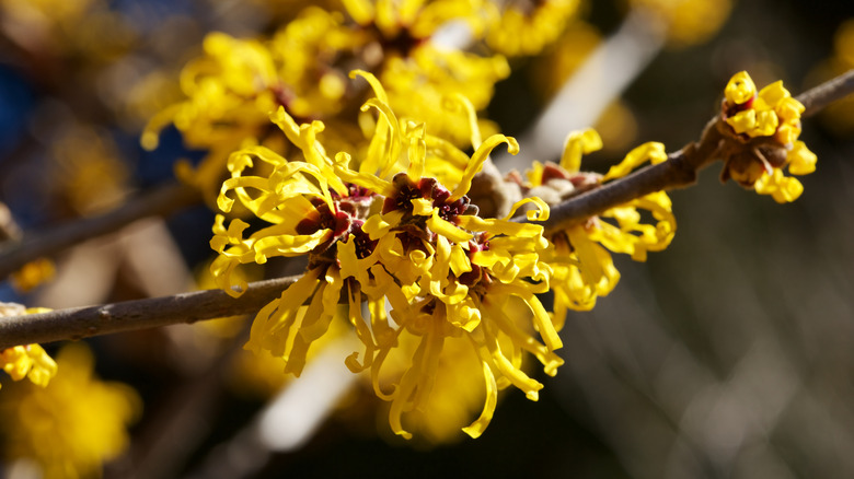 Yellow witch hazel plant