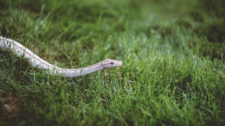 A python slithering in the grass