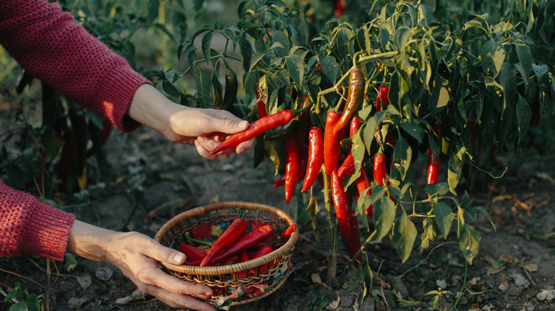 A gardener harvesting fresh chili peppers
