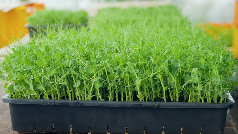 Healthy young pea shoots growing in a container