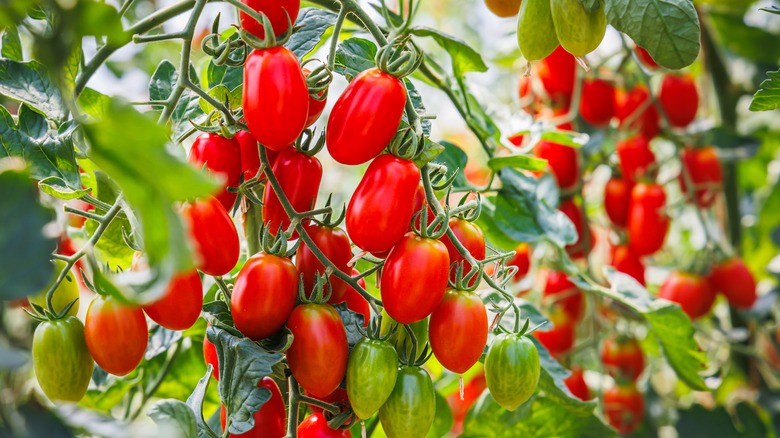 cà chua chín trên cây nho