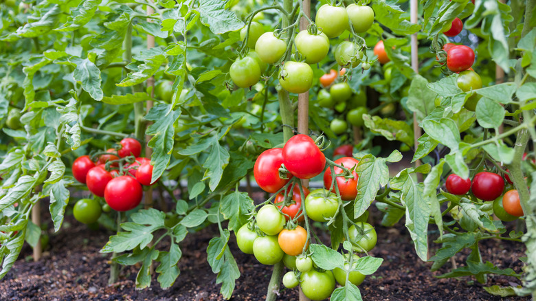 Cây cà chua đóng cọc trong vườn