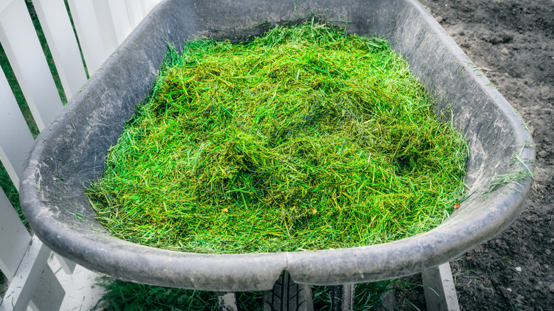 fresh grass clippings are collected in a wheelbarrow