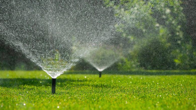 automatic sprinklers watering a green lawn