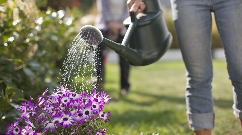 Person watering a garden