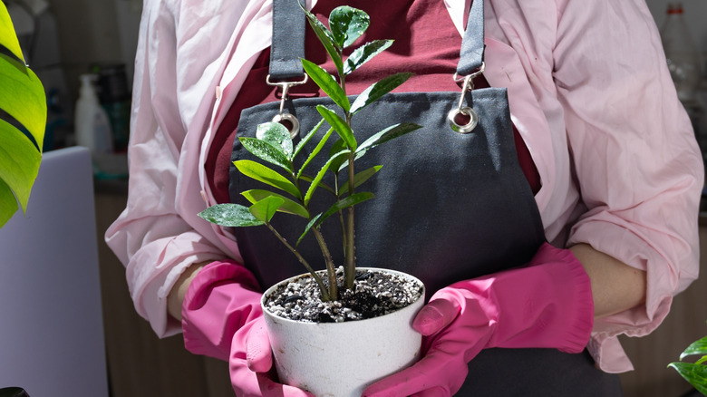 A person wearing pink gardening gloves picks up a houseplant