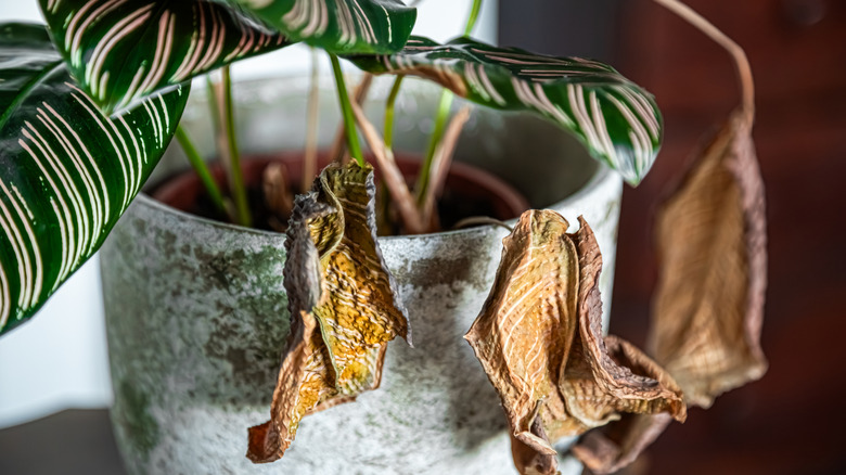 A calathea with browning leaves in a pot