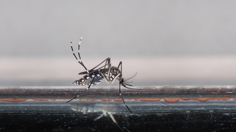 common house mosquito window frame