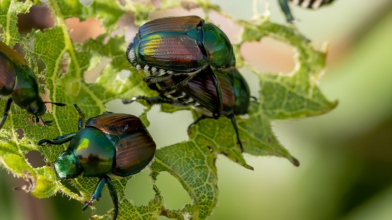 Japanese beetles on leaves