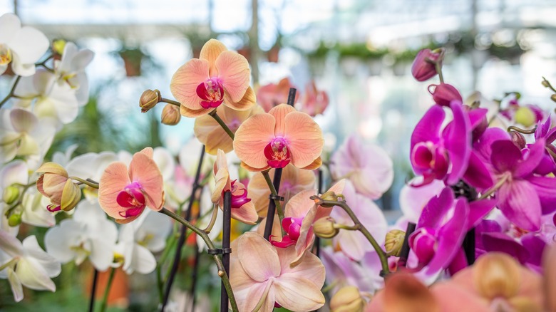 different colored flowering orchids