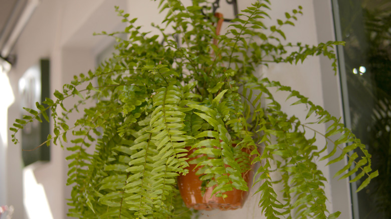A boston fern hanging down from a hook in a room next to a window