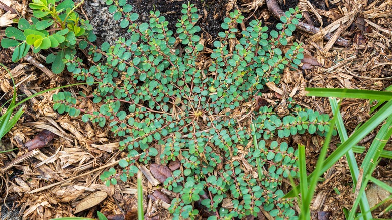 spurge weed