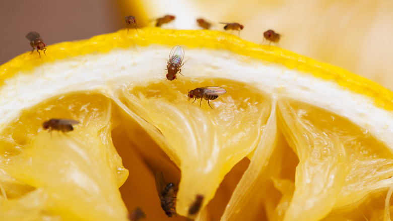 Fruit flies on lemon