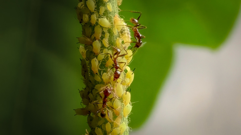 Aphids and ants both crawl together on the stem of a plant.