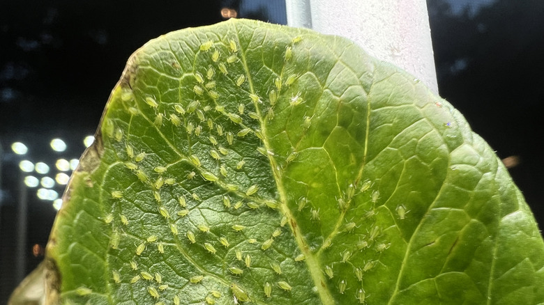 A colony of aphids crawl across the underside of a leaf.