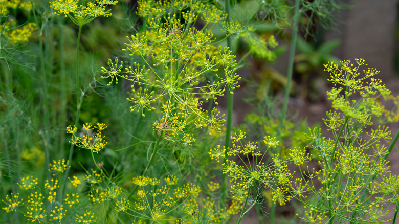 dill growing in the garden