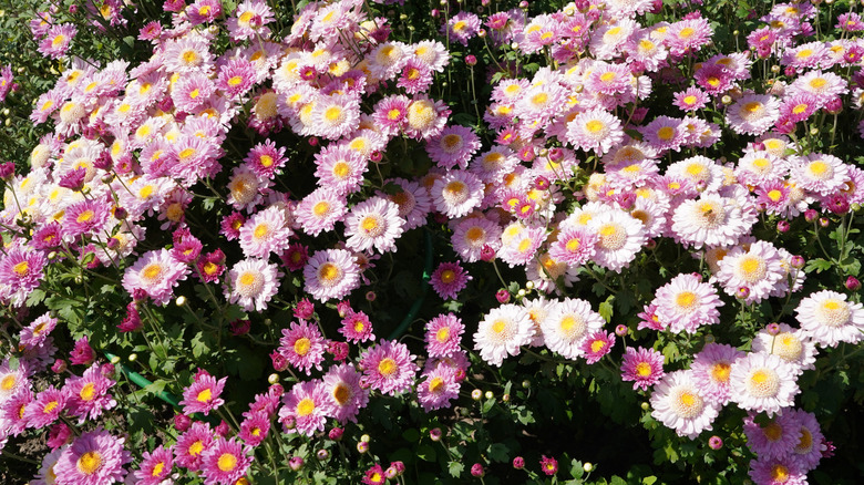 light pink and purple chrysanthemums growing in garden bed