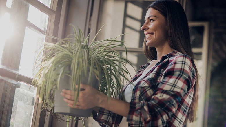 Woman carrying spider plant