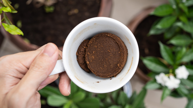 Person holding white mug of coffee grounds above potted plants