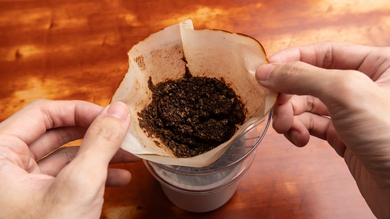 Person holding a used coffee filter with wet grounds inside