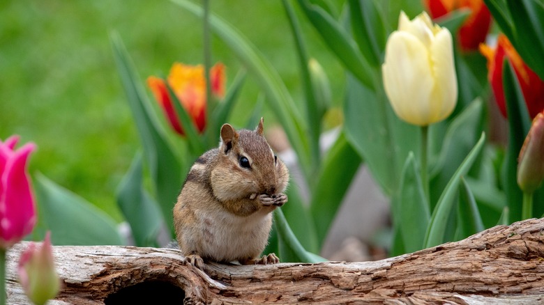 Chipmunk nibbling on a tulip