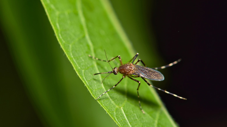 A close-up shot of a mosquito resting on a leaf.
