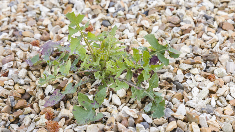 Close up of weed growing in pea gravel