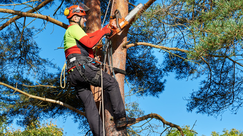 A person pruning a tree with a chainsaw