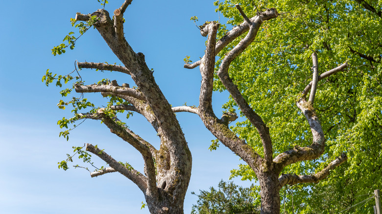 An old heavily pruned apple tree