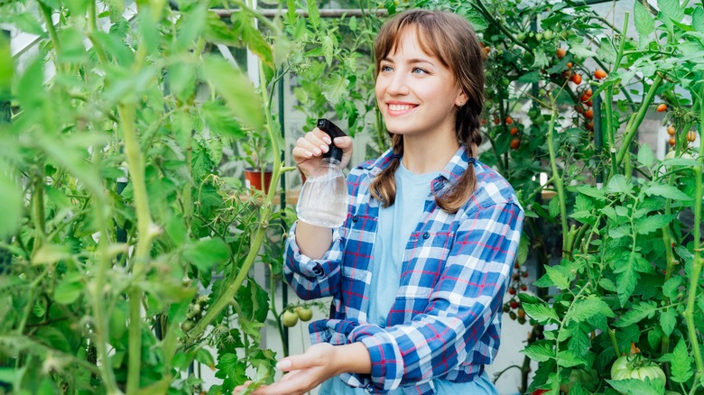 Spraying vegetable plants