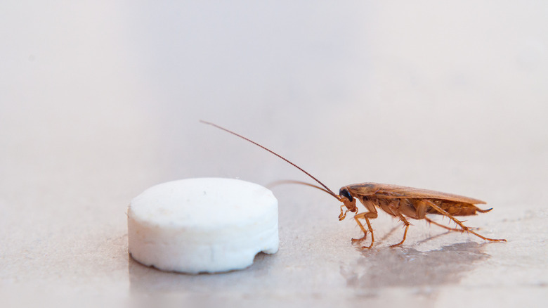 cockroach approaching bait