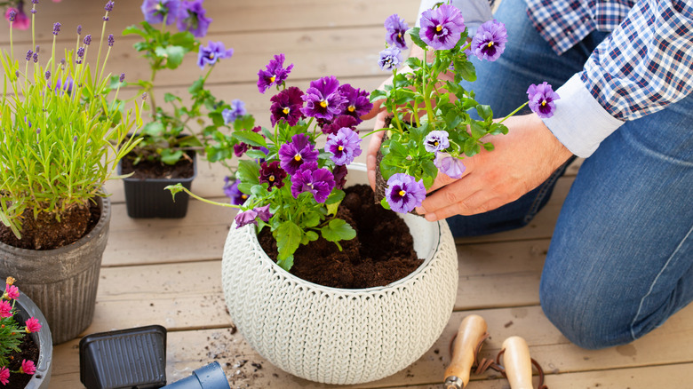 person planting pansies in pot