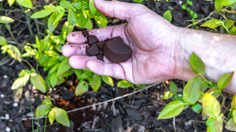 Gardener throws coffee grounds fertilizer into garden bed.