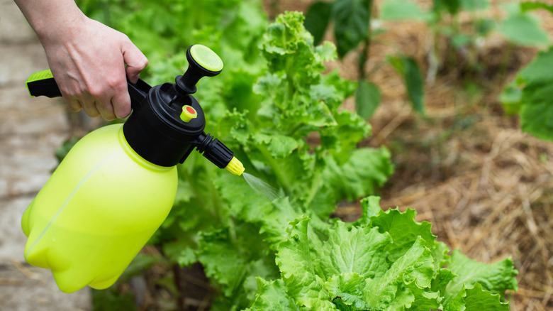 A hand holding a yellow and black spray bottle is spraying clear liquid onto lettuce planted in soil.