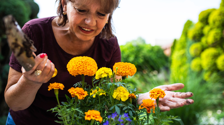 Woman caring for marigolds