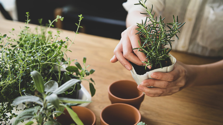 Planting rosemary