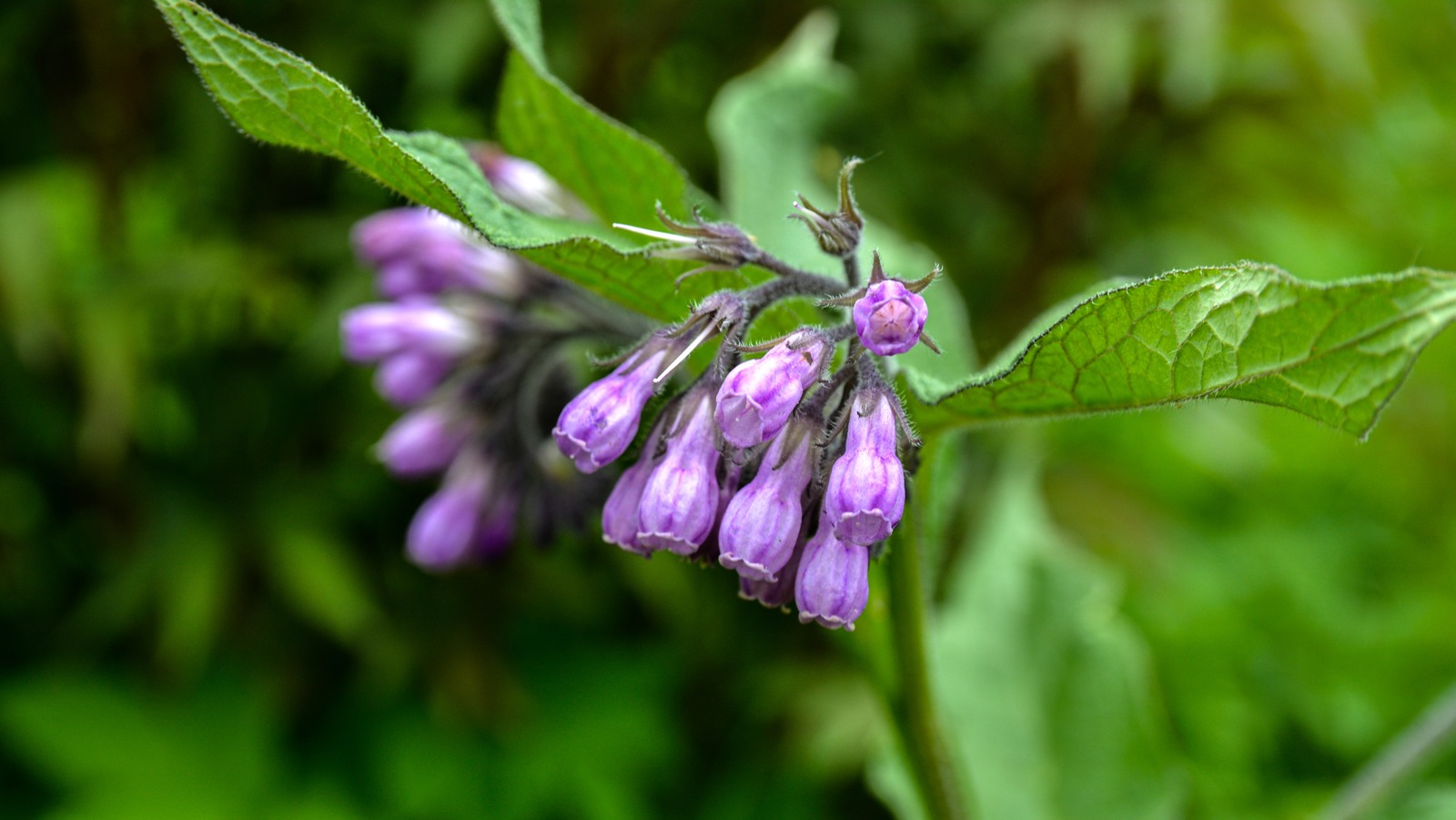 The Common Mistakes You Should Avoid When Planting Comfrey In Your Garden