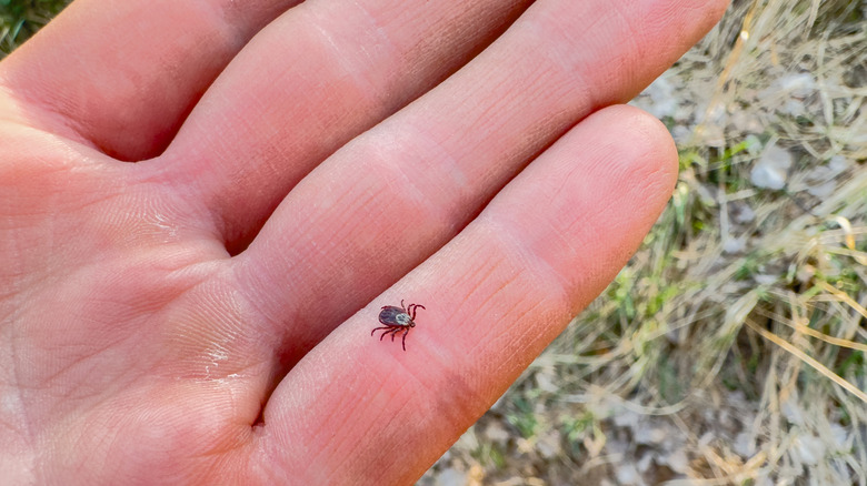 Someone holding a tick on their hand.