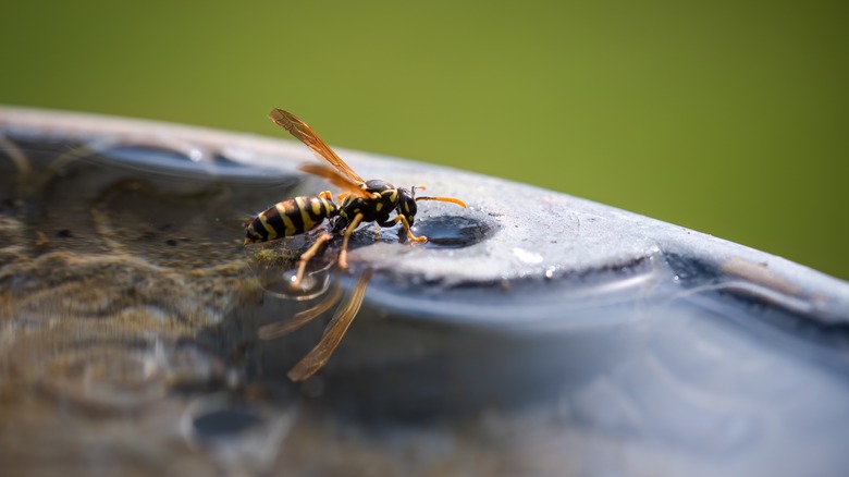Wasp drinking water from a birdbath