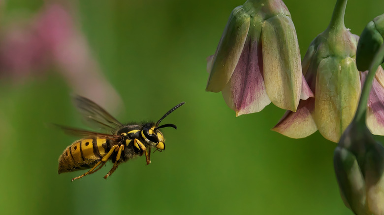 A wasp flying towards pink and green flowers