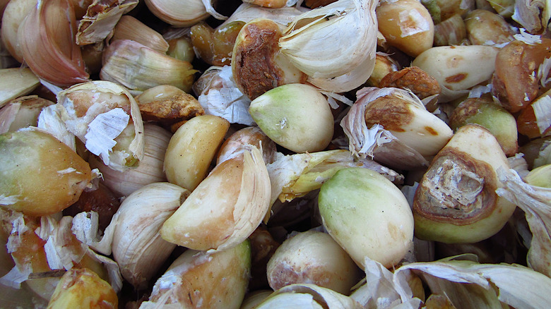 Diseased garlic from improper storage 