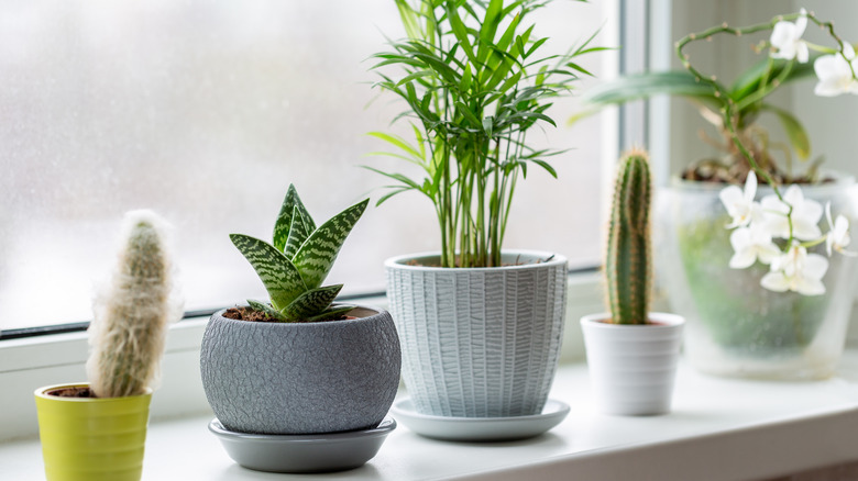 houseplants beside snowy window