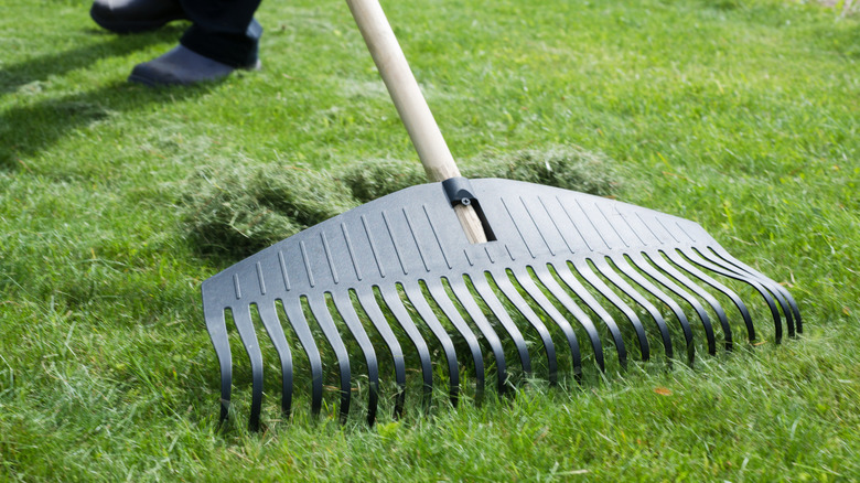 A person raking up grass clippings