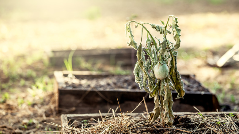 A dead plant in a vegetable garden