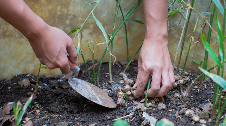 A farmer holding a mini shovel to harvest ginger rhizomes