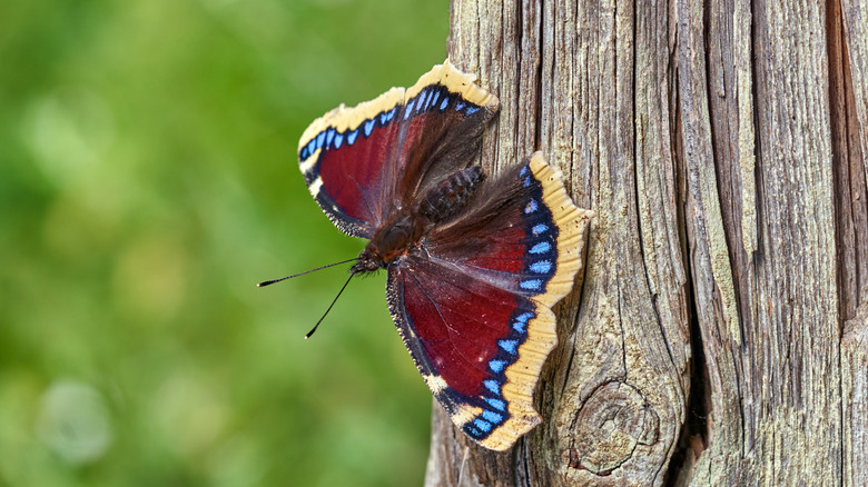 butterfly on tree