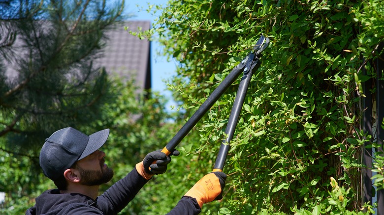 Person pruning tree