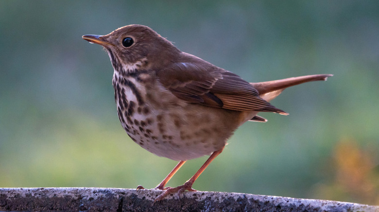 A bird sits on the edge of a birdbath.